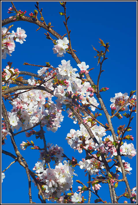 WV8X3916.jpg - Cherry Tree Flowers, New Zealand